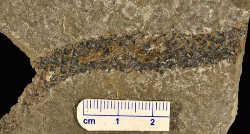 Lepidodendron sp.