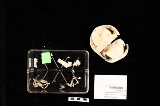 Chrysemys picta bellii
