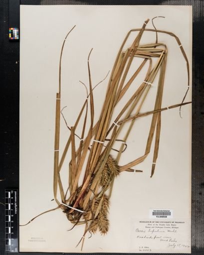 Carex lupulina