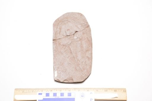 Eucephalaspis powriei