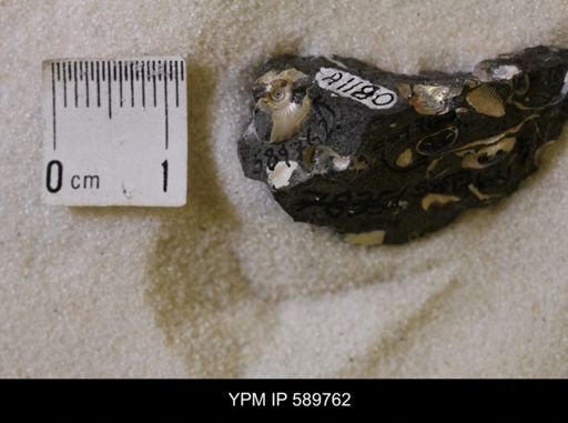 undet. Scaphitidae