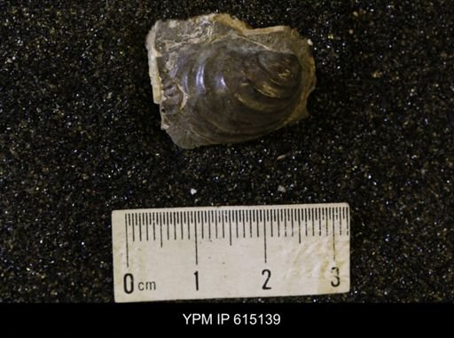 Inoceramus sp.