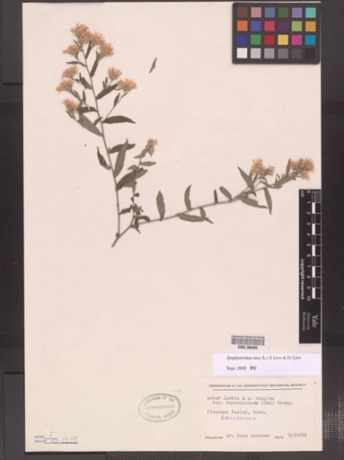 Symphyotrichum laeve