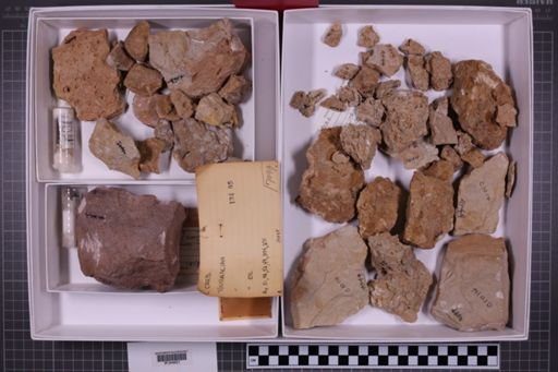 mixed taxa, stratigraphic collection