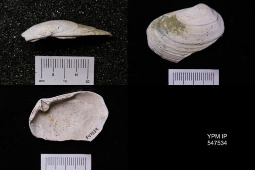 Ceronia arctata