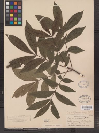 Carya cordiformis