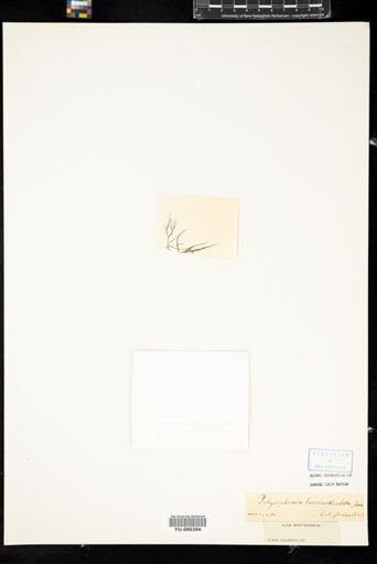 Polysiphonia breviarticulata