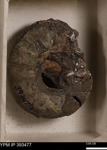 Scaphites sp.