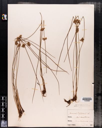 Juncus filiformis
