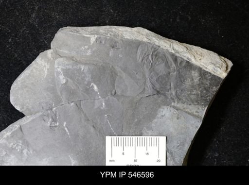undet. Eurypterida