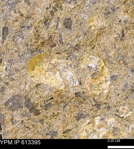 Scaphites sp.