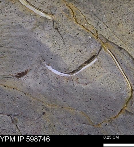 undet. Bivalvia