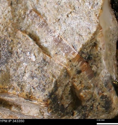 Inoceramidae?