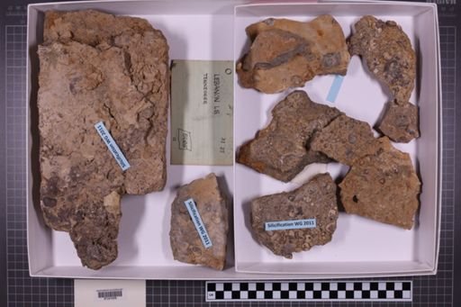 mixed taxa, stratigraphic collection