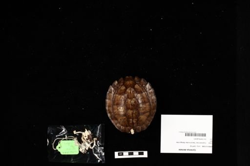 Cyclemys dentata