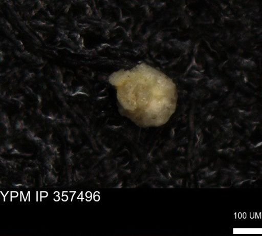undet. Foraminiferida