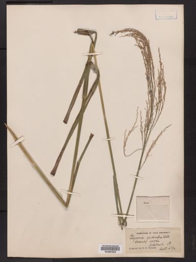 Glyceria grandis