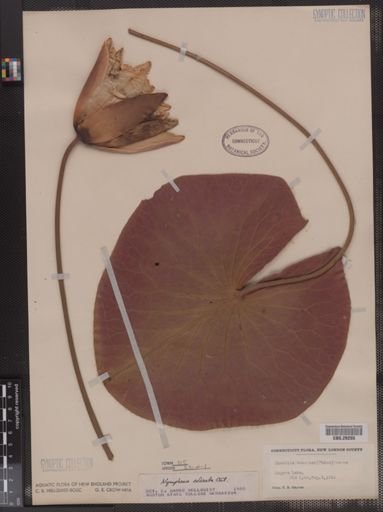 Nymphaea odorata