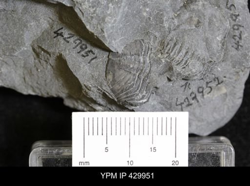 Eldredgeops rana