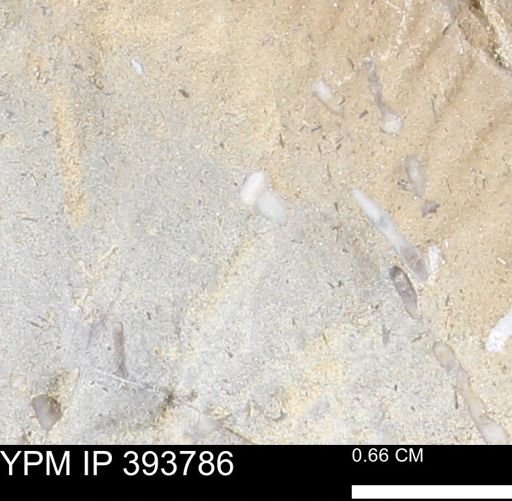 undet. Serpulidae