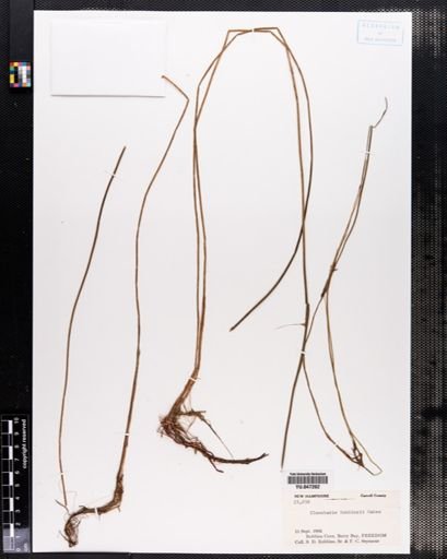 Eleocharis robbinsii