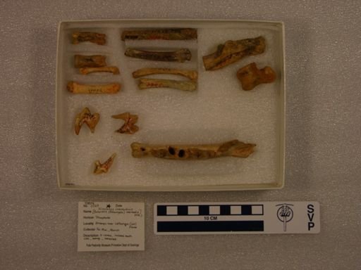 Nimravus intermedius