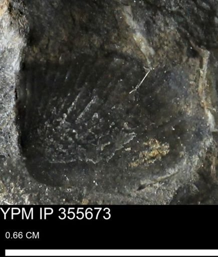 Oxytoma (Hypoxytoma) nebrascana