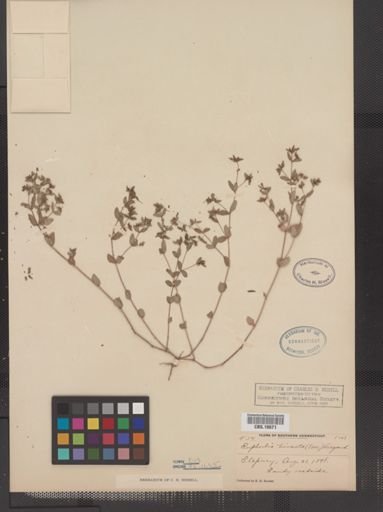 Euphorbia vermiculata