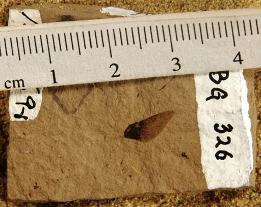 Plantae
