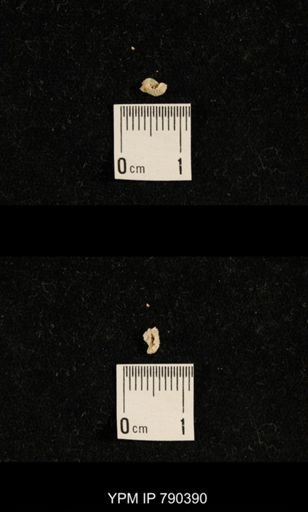 taxon undetermined