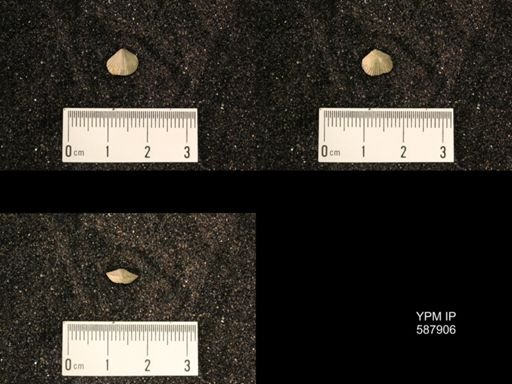 Zygospira modesta
