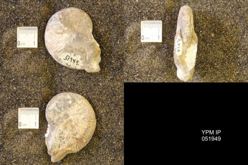 Hoploscaphites comprimus