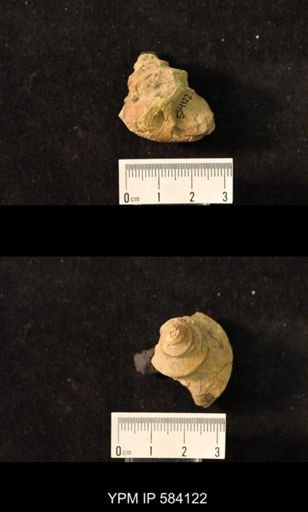 Worthenia tabulata