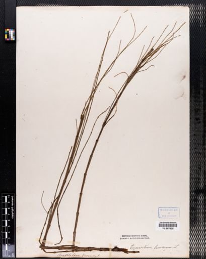 Equisetum fluviatile