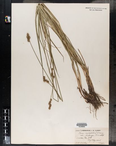 Carex normalis