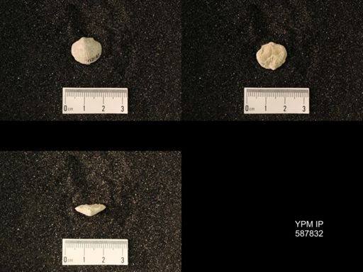 Rhipidomellidae