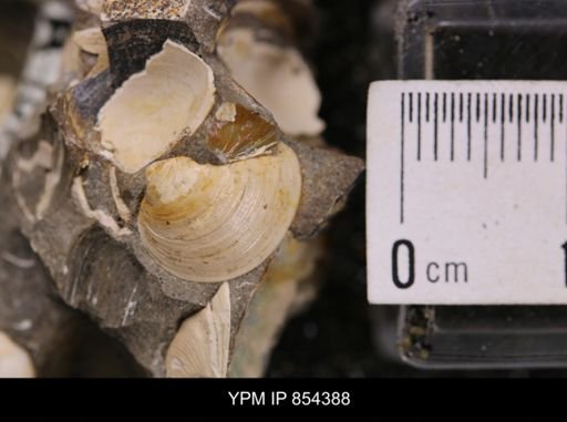 Limopsis striatopunctatus