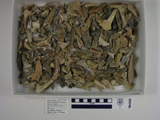 Cainotherium commune