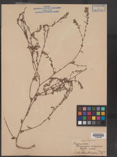 Polygonum aviculare