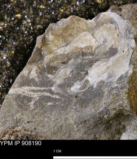 undet. Mollusca