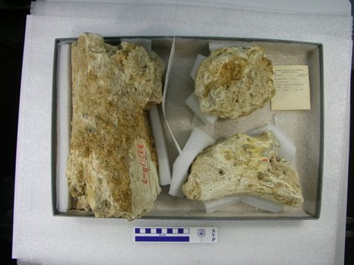 Mammuthus columbi