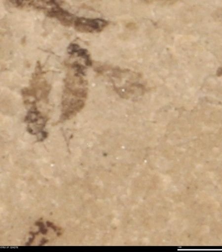 undet. Insecta