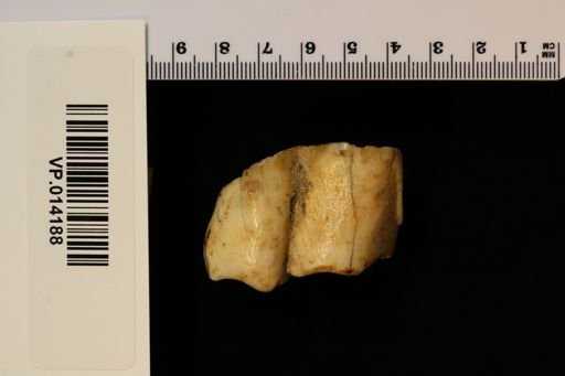 Rhinocerotidae
