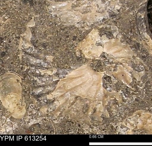 Scaphites sp.