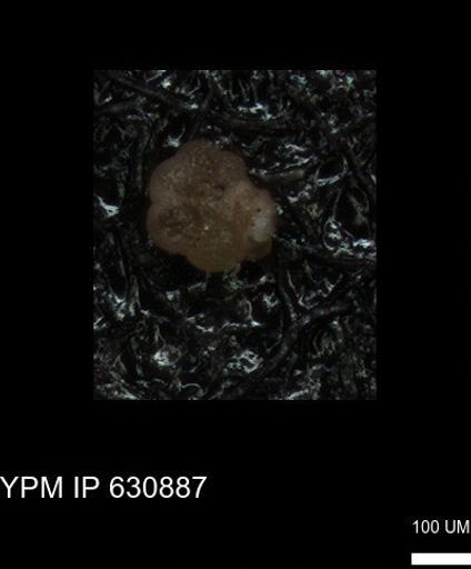 undet. Globigerinina