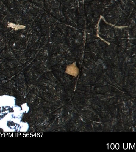 Clathrocyclas (Clathrocyclas) irrasa