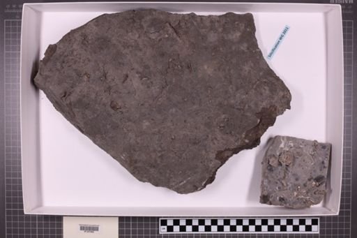 mixed taxa, stratigraphic collection