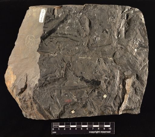 Cladophlebis sp.