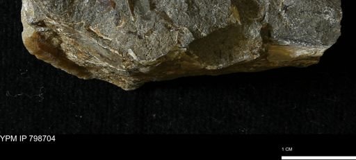 undet. Mollusca