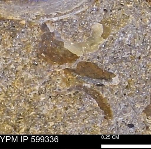 Protocardia subquadrata
